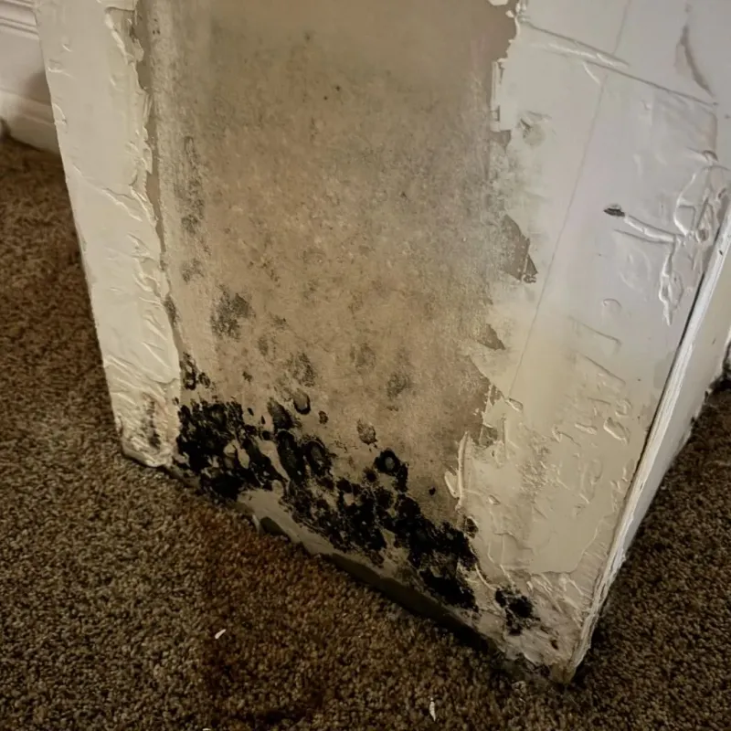 Professional Mold Removal in Francis, UT